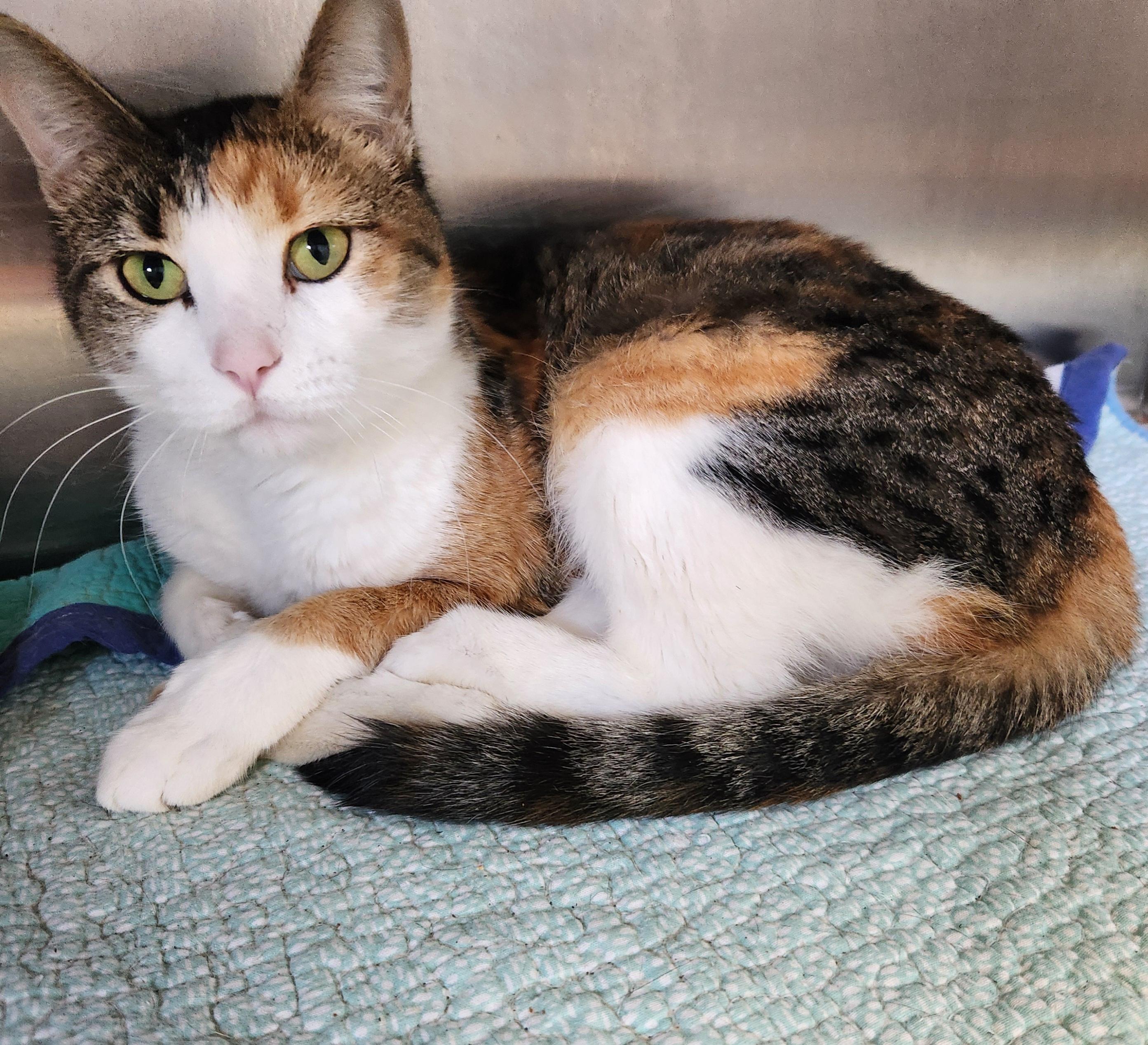 Arabella, Adoptable, Adult Female Calico.