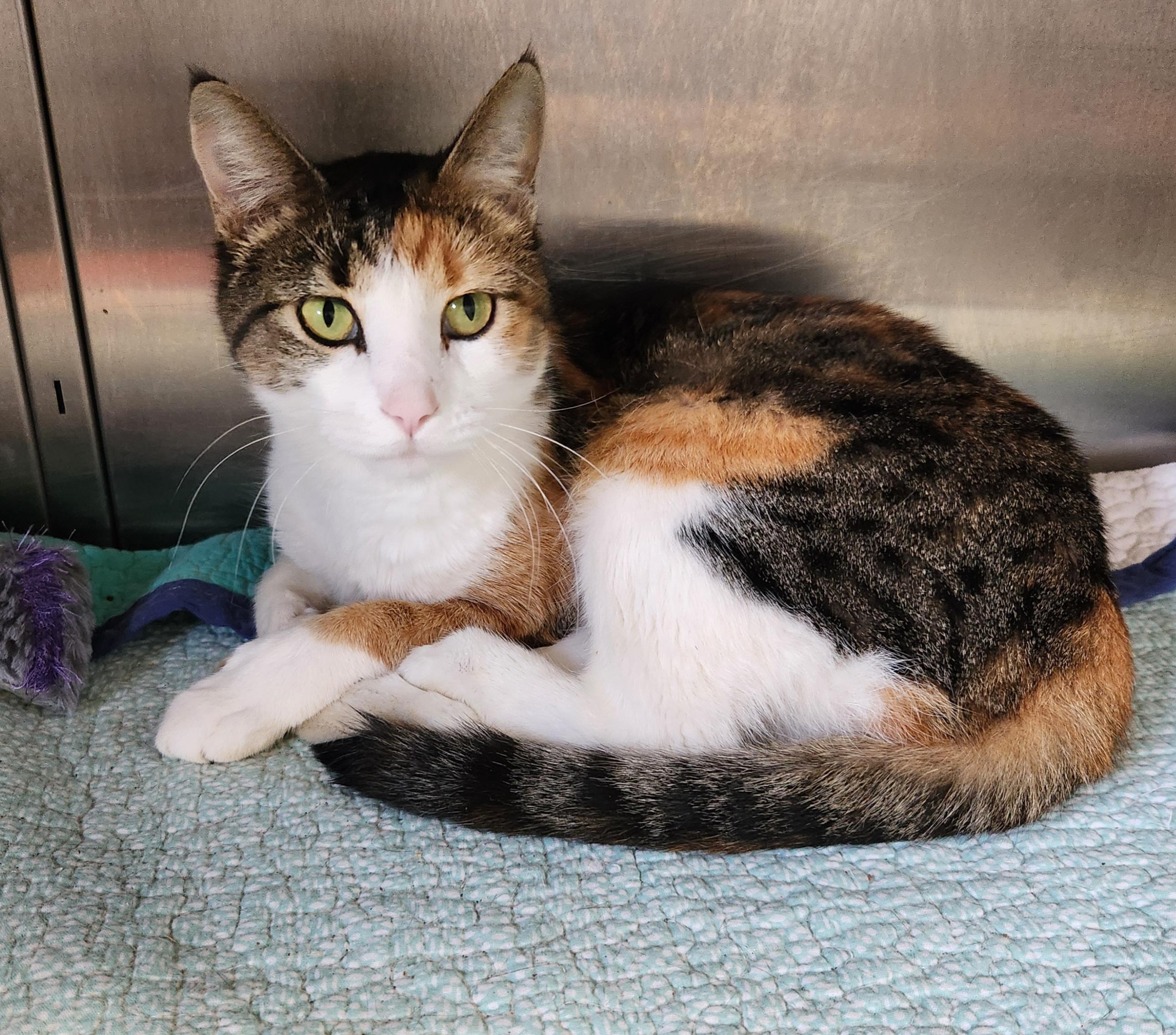Enlarge Arabella, a Adoptable mixed breed in Siloam Springs, AR image 2/2