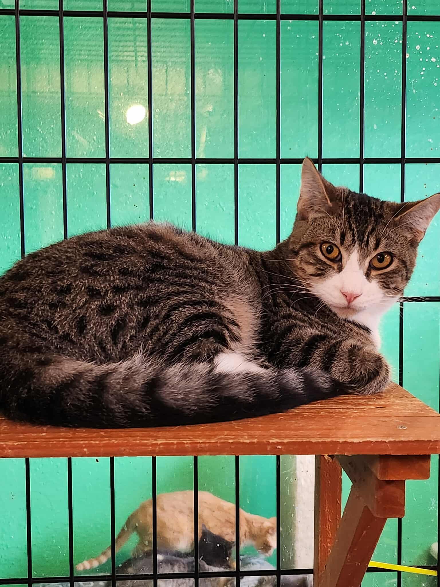 Rauno, Adoptable, Young Male Domestic Short Hair.