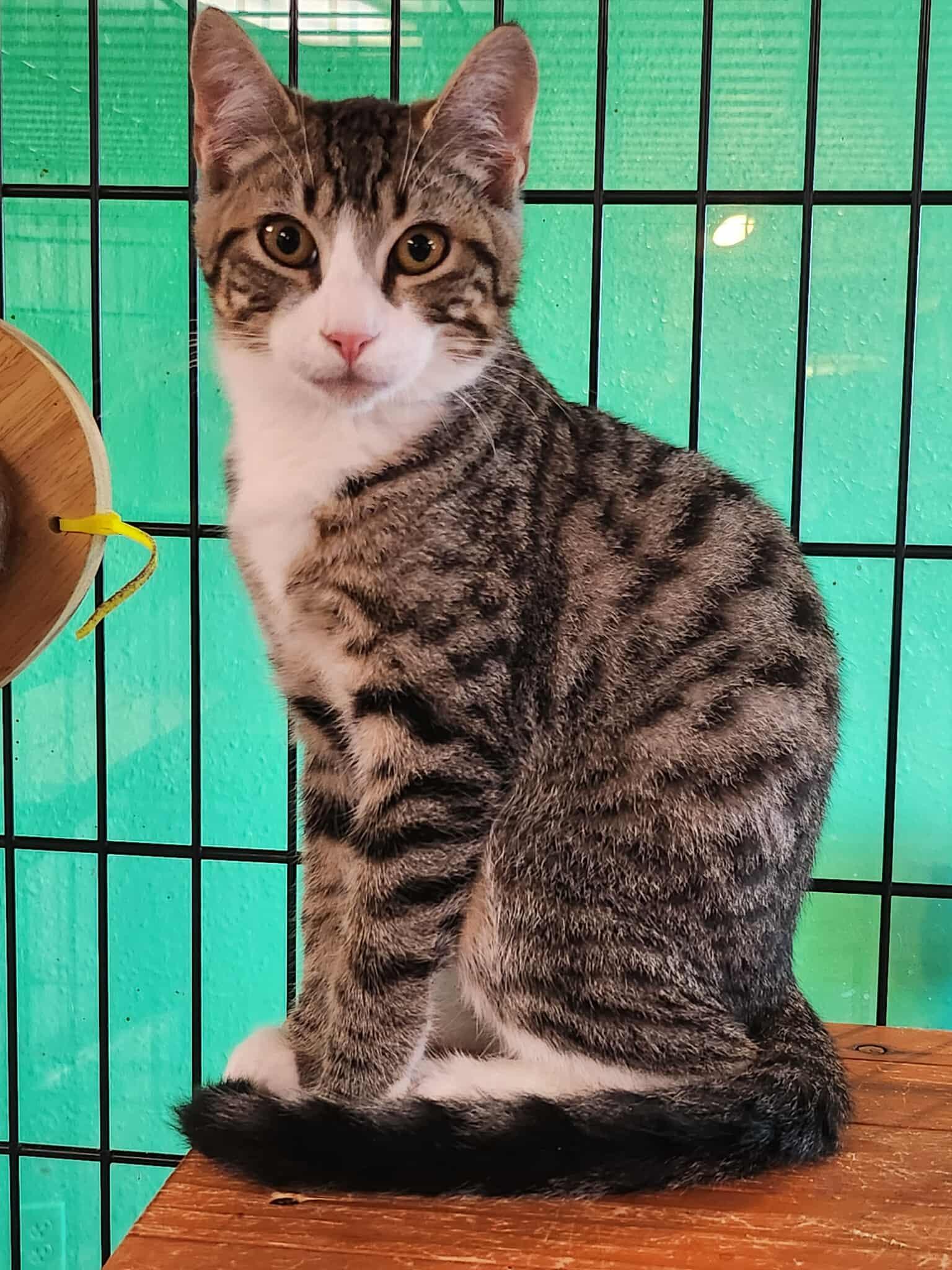 Rauno, a Adoptable Domestic Short Hair in Tillamook, OR image 2/2