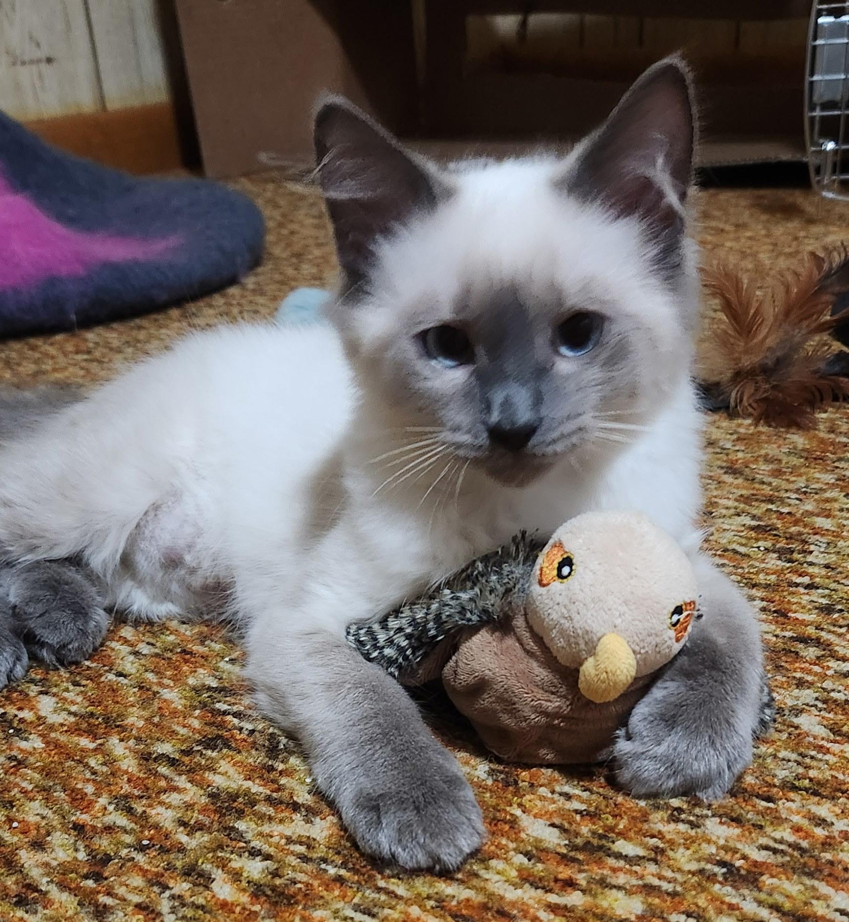 Birdie, Adopted, Kitten Female Siamese & Burmese.