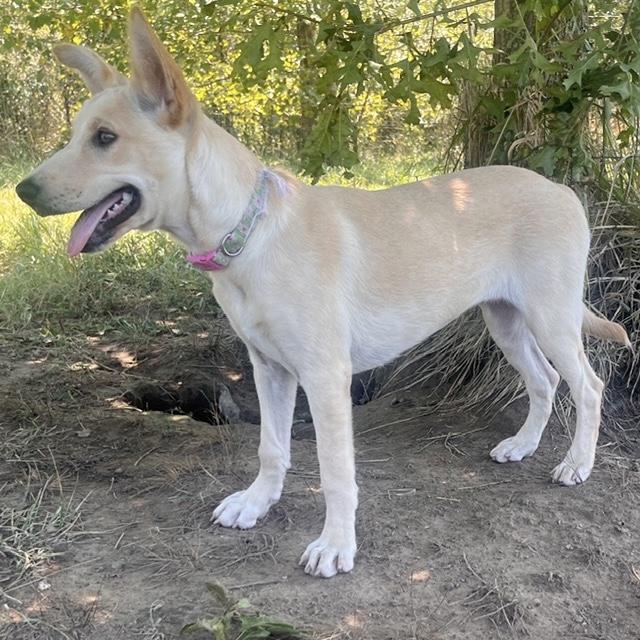 Enlarge Sprite, a Adoptable Corgi in Manchester, CT image 3/3