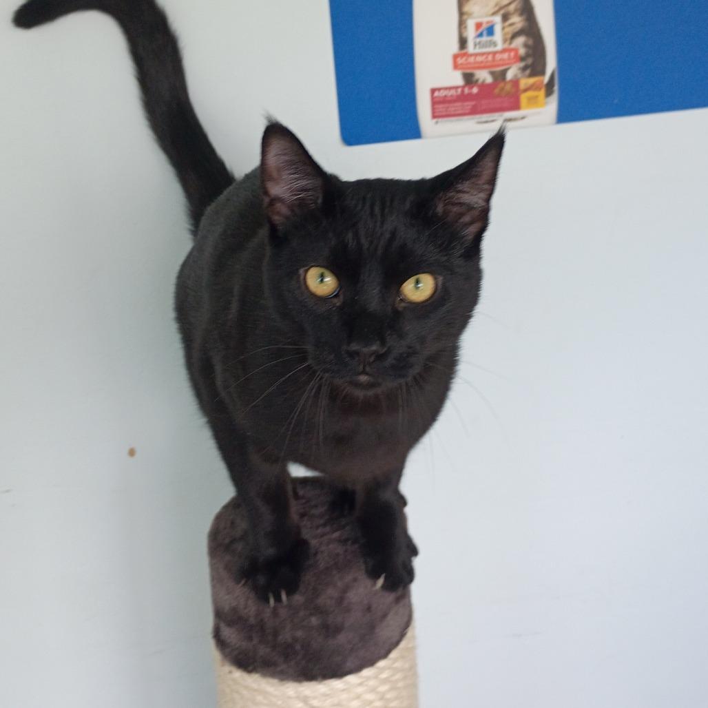 salem, Adoptable, Adult Male Domestic Medium Hair.