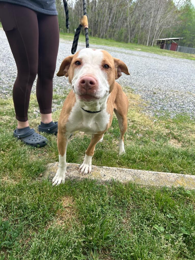 Enlarge Wildflower, a Adoptable Pit Bull Terrier in Mineral, VA image 1/2
