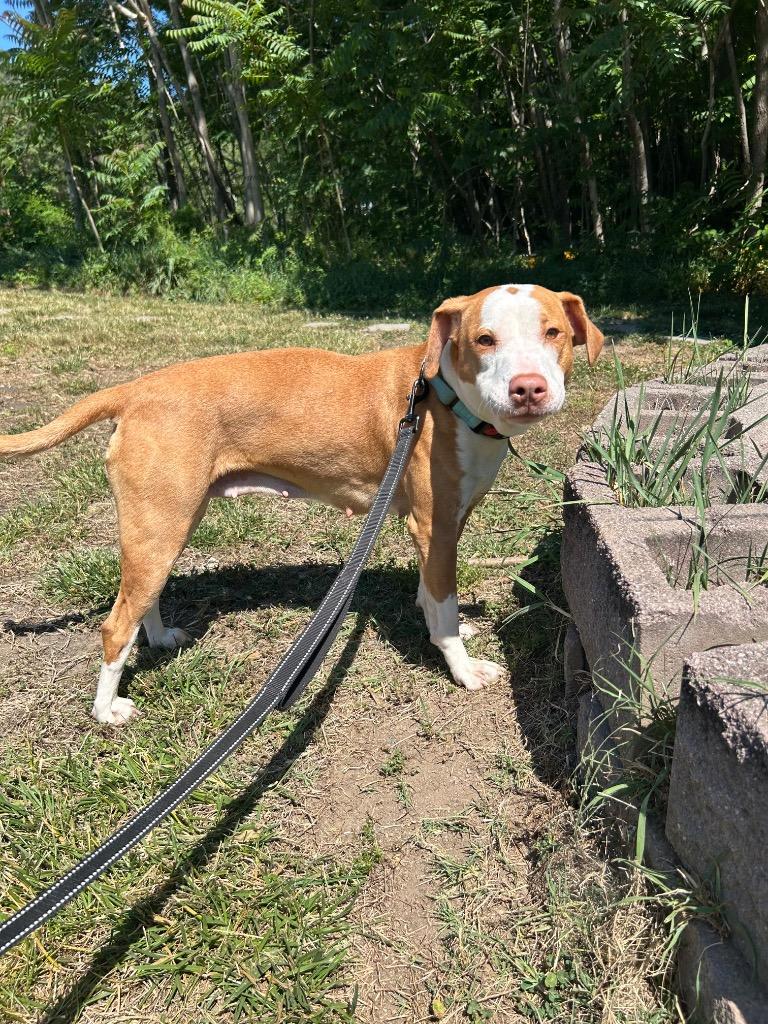 Enlarge Wildflower, a Adoptable Pit Bull Terrier in Mineral, VA image 2/2