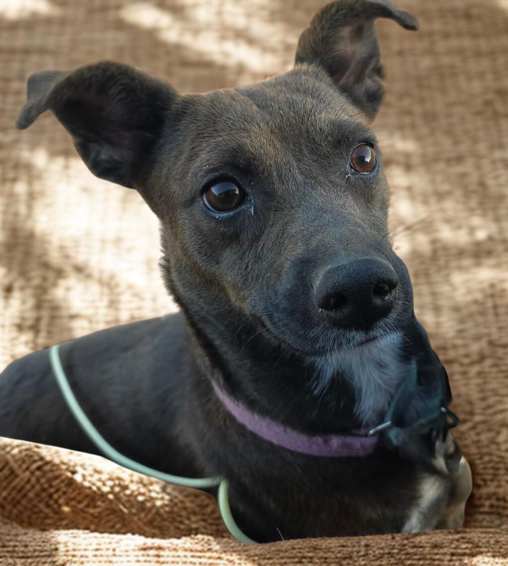 Twix, ADOPTABLE, Adult Female Chihuahua & Terrier.