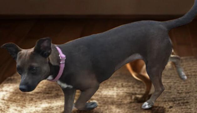 Twix, a ADOPTABLE mixed breed in New Milford, CT image 4/4