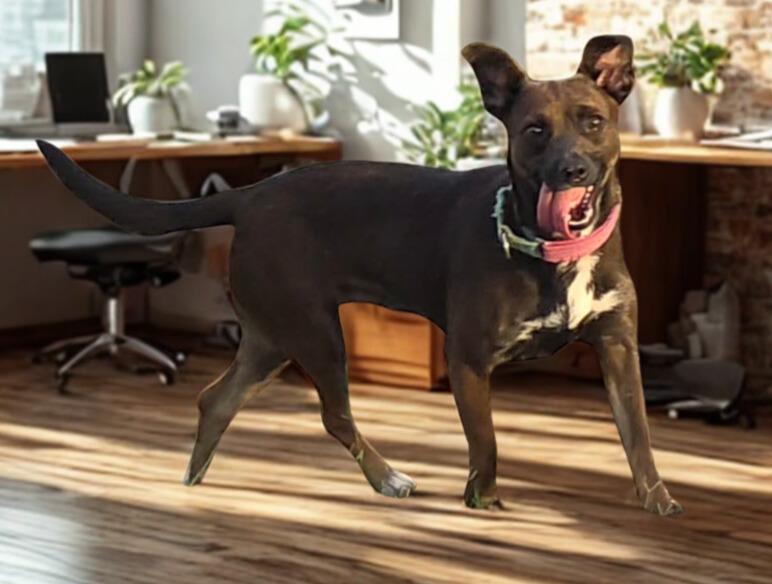 Twix, a ADOPTABLE mixed breed in New Milford, CT image 2/4