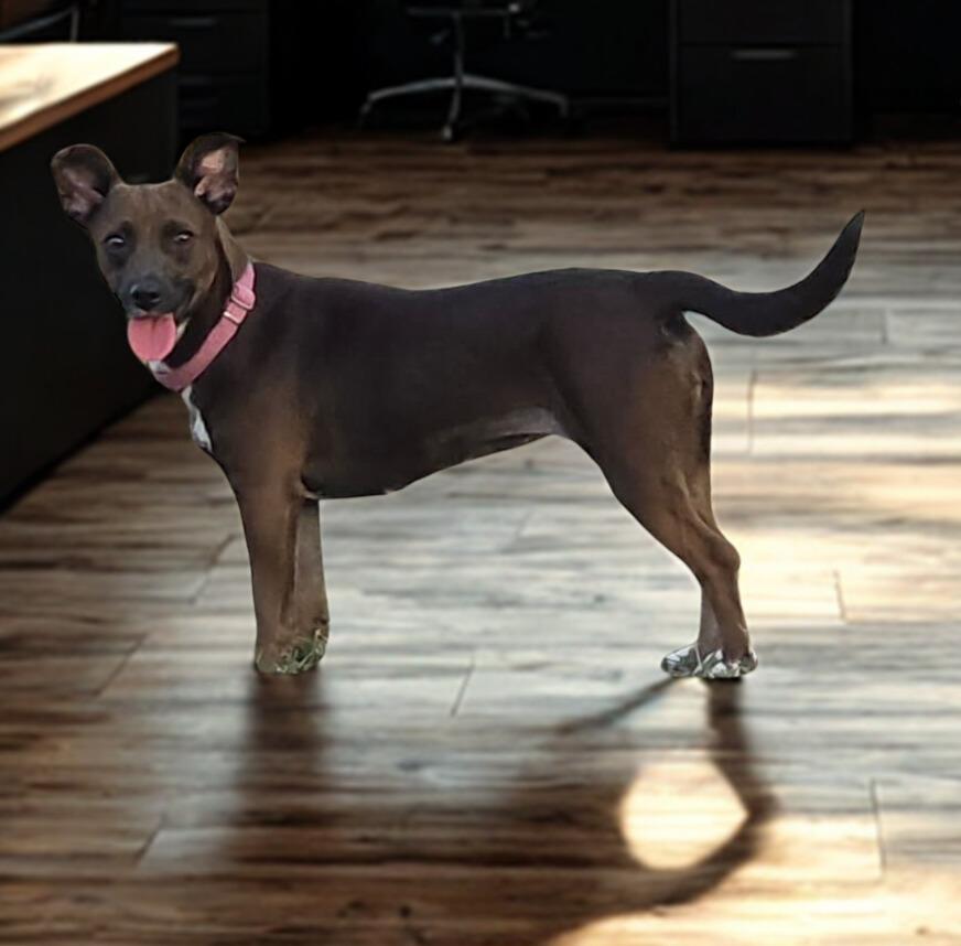 Twix, a ADOPTABLE mixed breed in New Milford, CT image 3/4