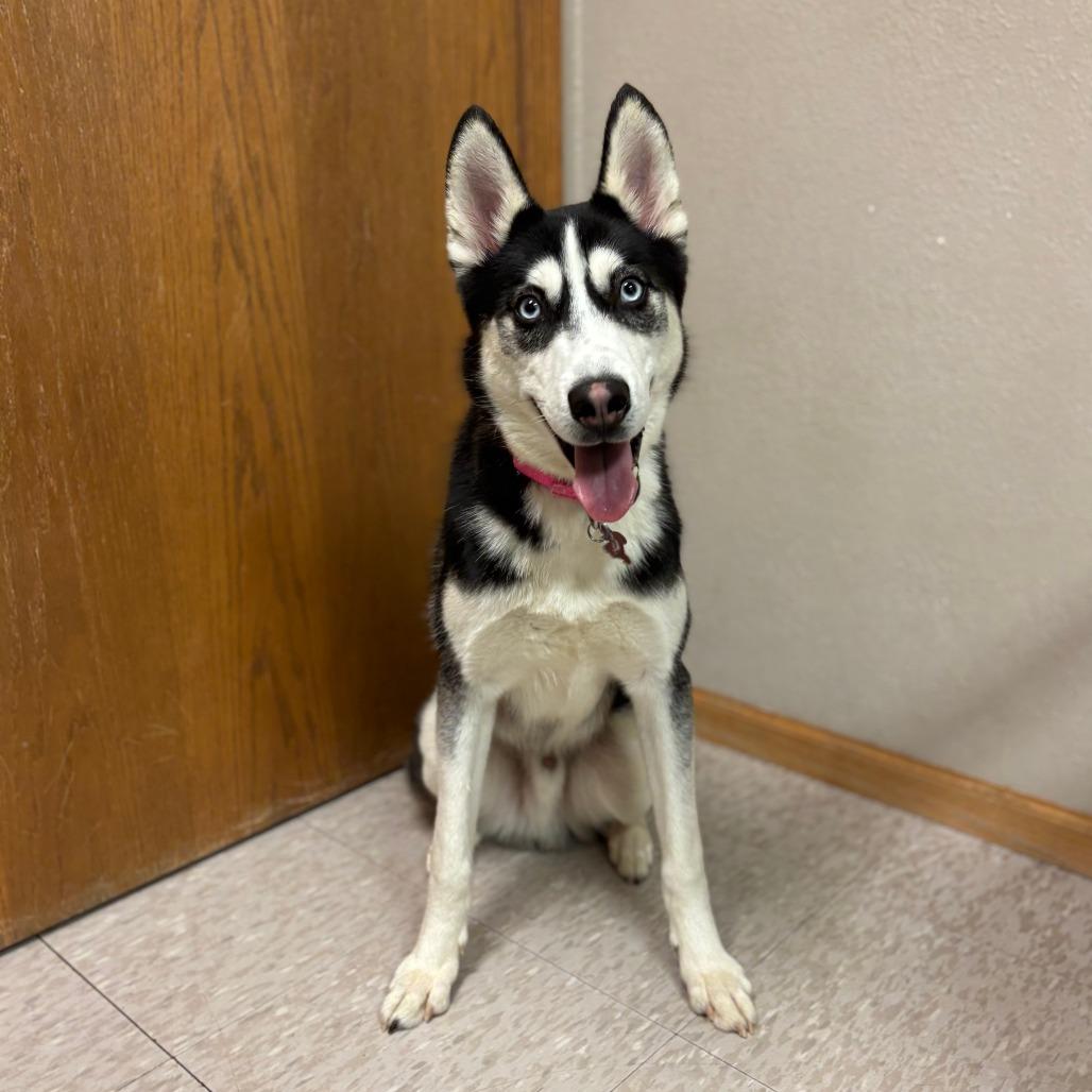 Enlarge Mekai--In Foster, a Adoptable Siberian Husky in Fargo, ND image 1/6