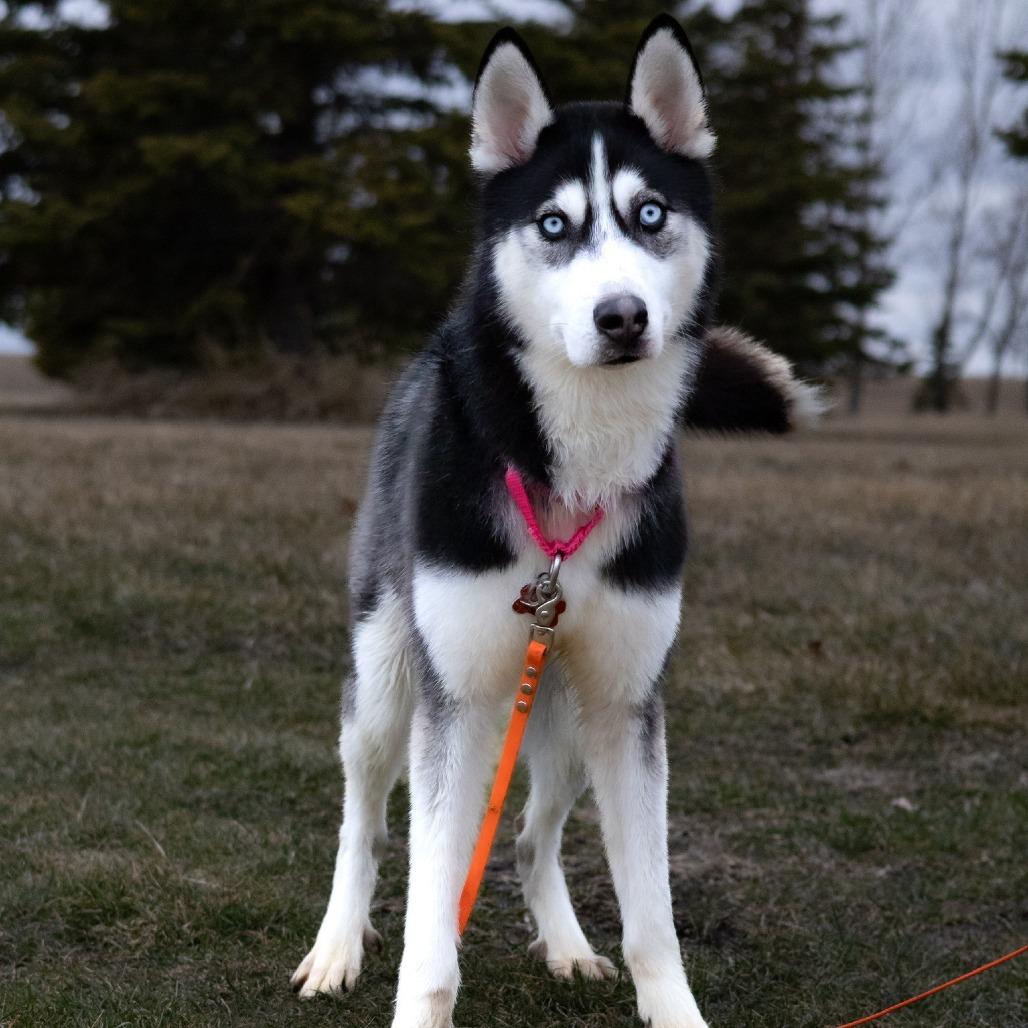 Mekai--In Foster, Adoptable, Young Male Siberian Husky.