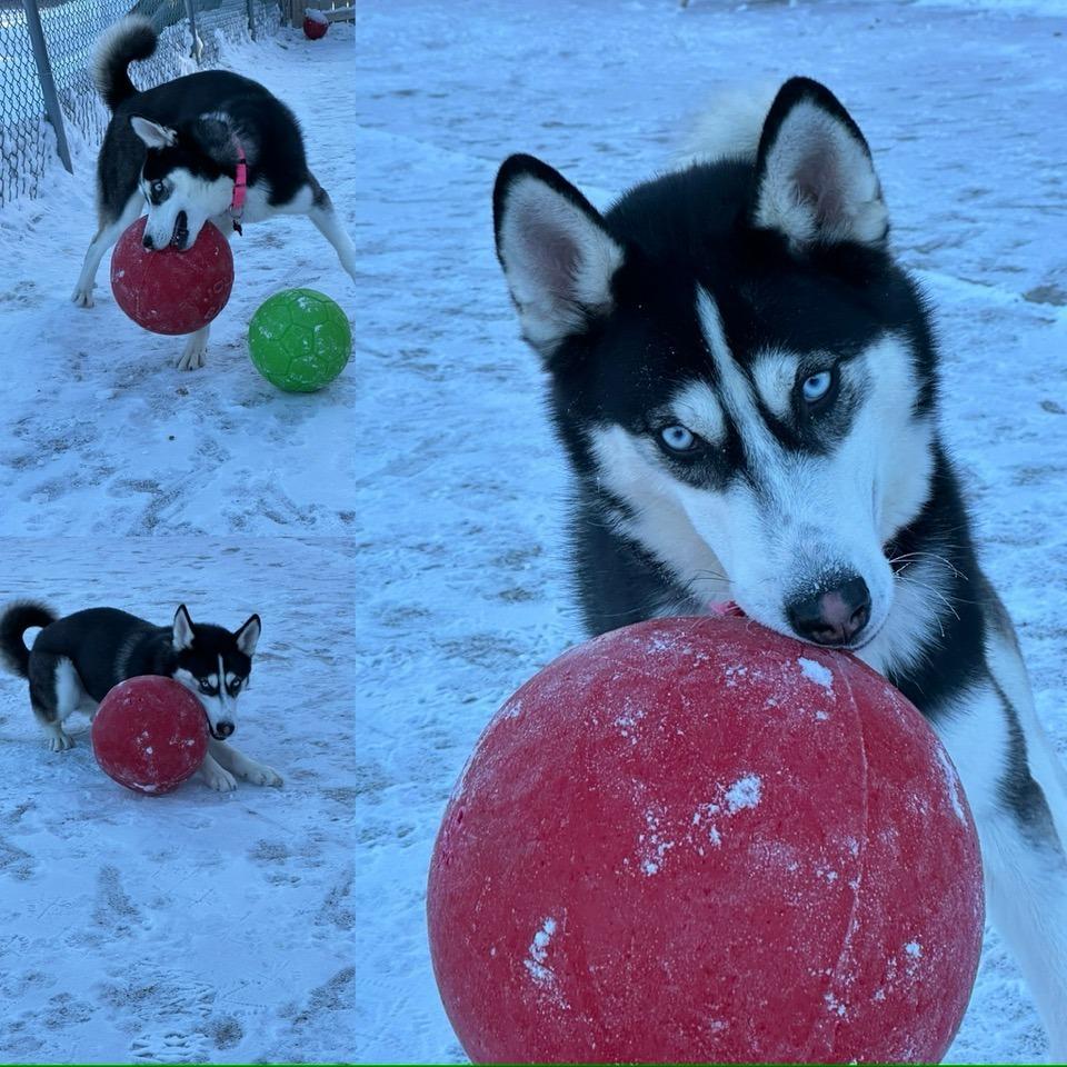 Enlarge Mekai--In Foster, a Adoptable Siberian Husky in Fargo, ND image 3/6