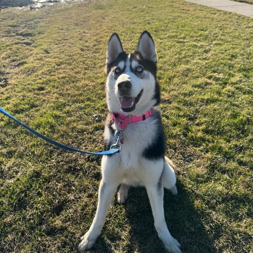 Enlarge Mekai--In Foster, a Adoptable Siberian Husky in Fargo, ND image 3/6