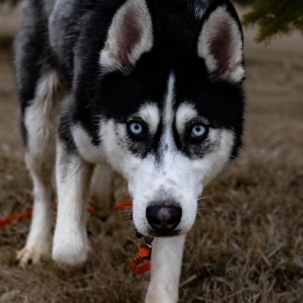 Enlarge Mekai--In Foster, a Adoptable Siberian Husky in Fargo, ND image 4/6