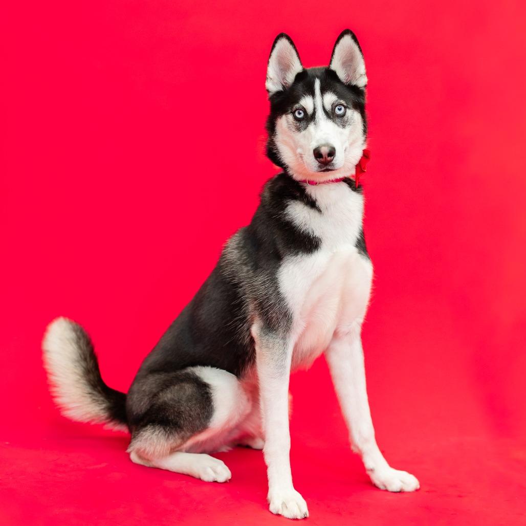 Enlarge Mekai--In Foster, a Adoptable Siberian Husky in Fargo, ND image 5/6