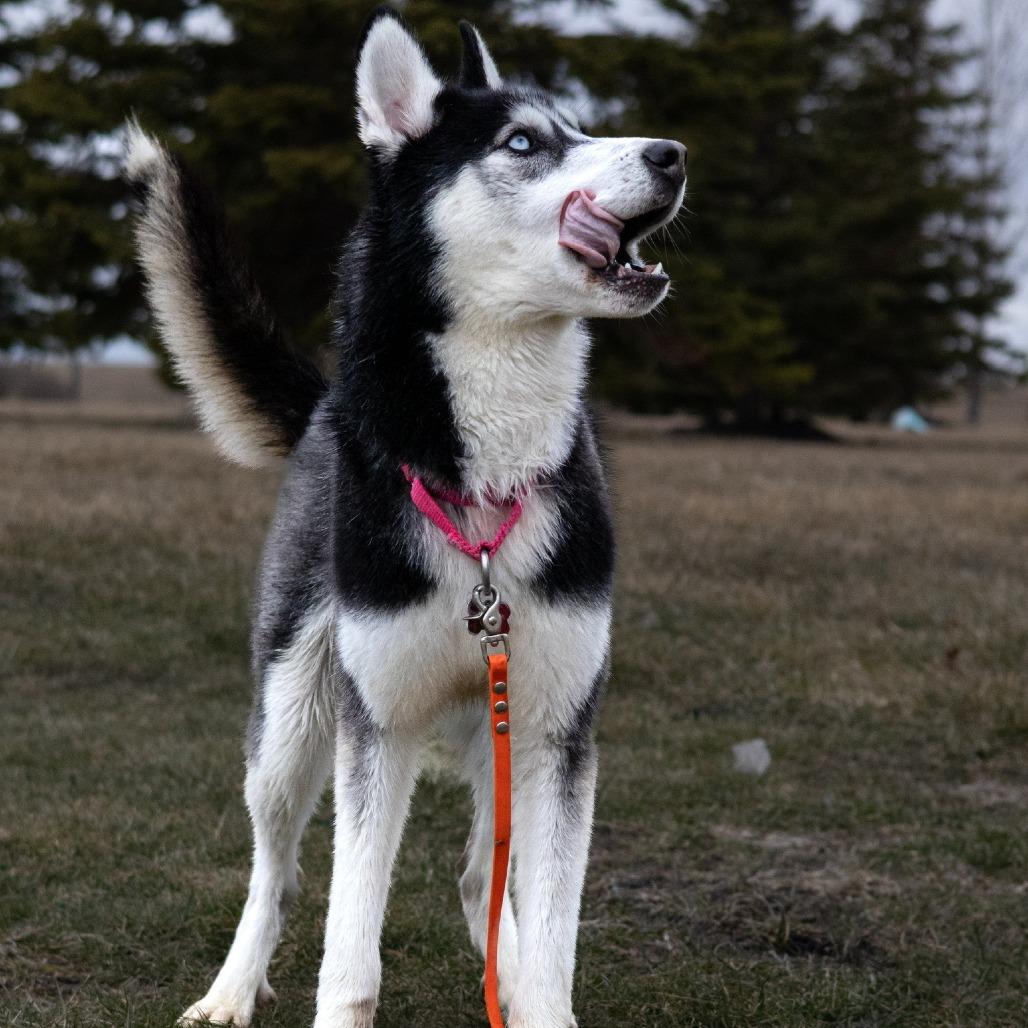 Enlarge Mekai--In Foster, a Adoptable Siberian Husky in Fargo, ND image 4/6