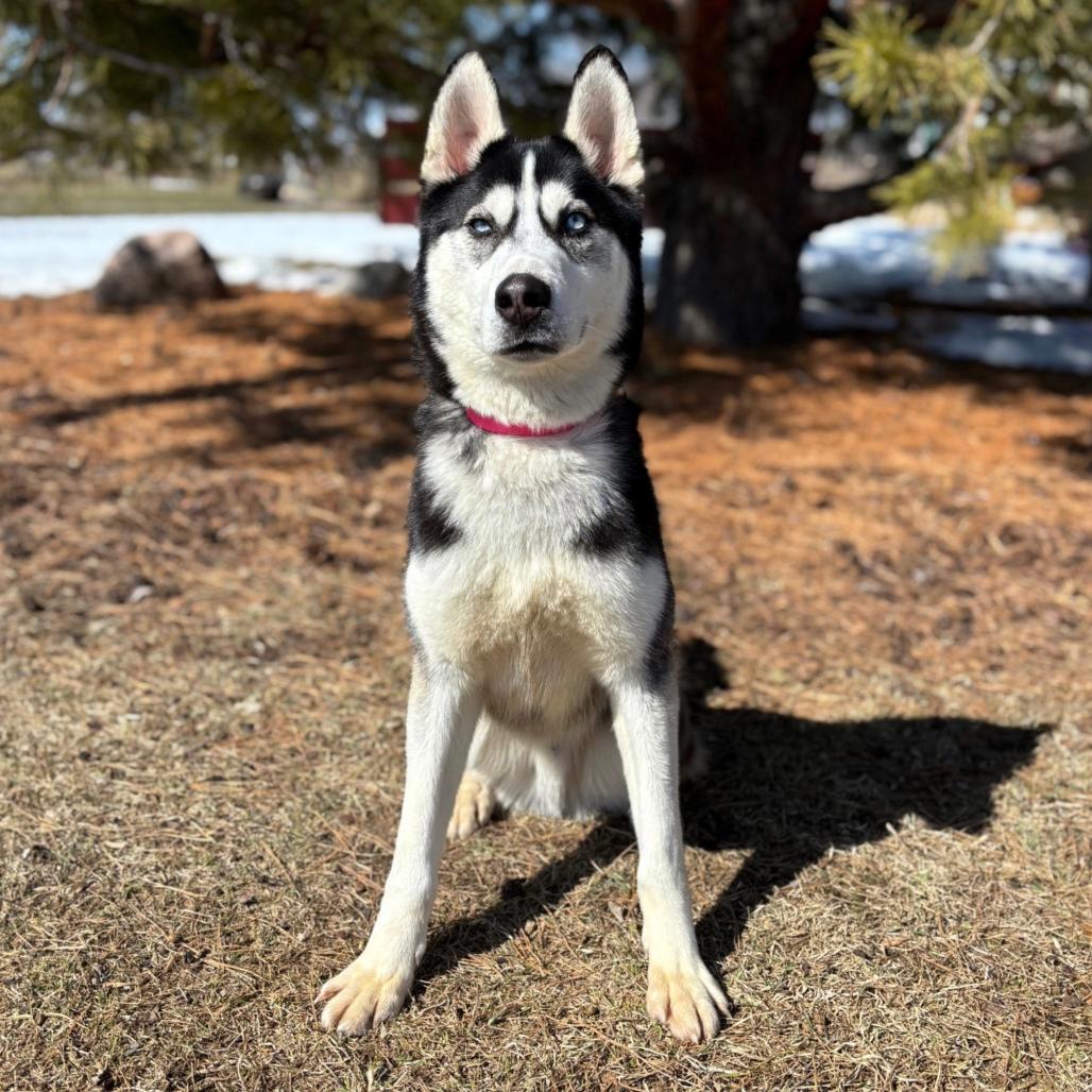Enlarge Mekai--In Foster, a Adoptable Siberian Husky in Fargo, ND image 5/6