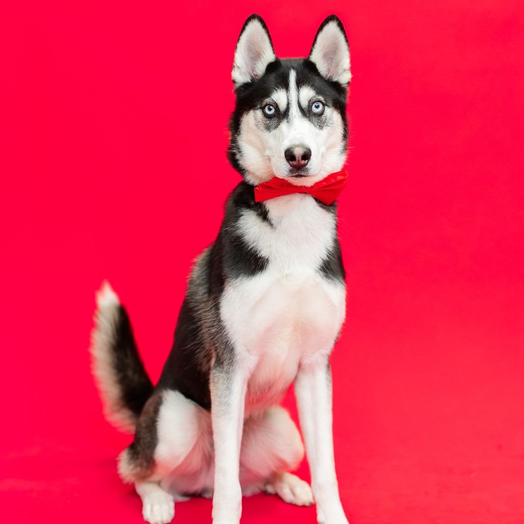 Enlarge Mekai--In Foster, a Adoptable Siberian Husky in Fargo, ND image 6/6
