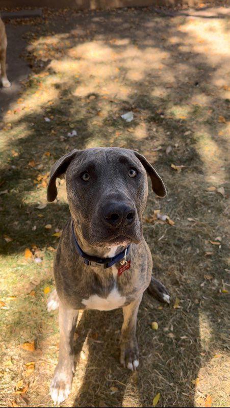 Hoagie, Adoptable, Adult Male Great Dane.