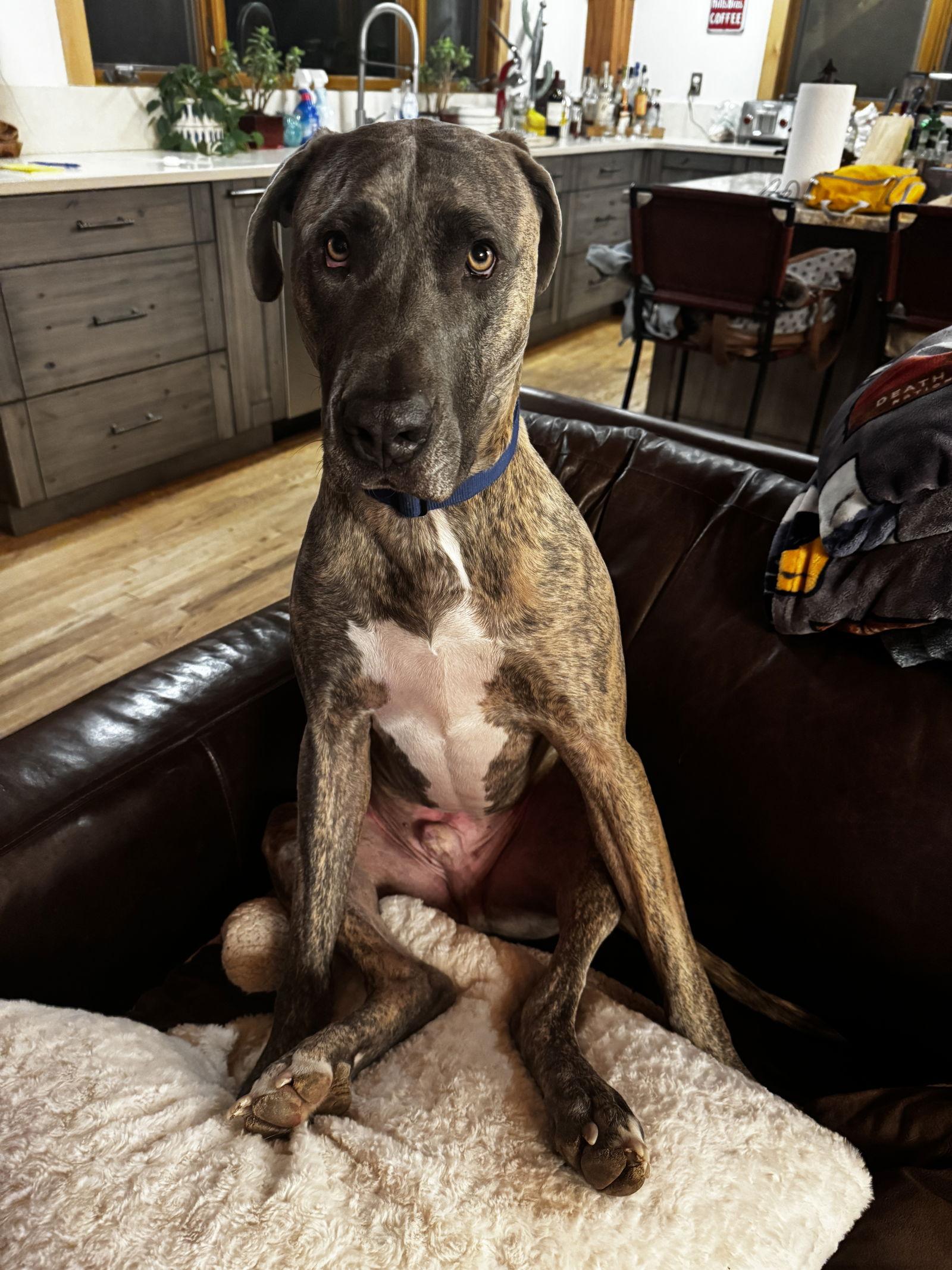 Enlarge Hoagie, a Adoptable Great Dane in Fort Collins, CO image 2/3