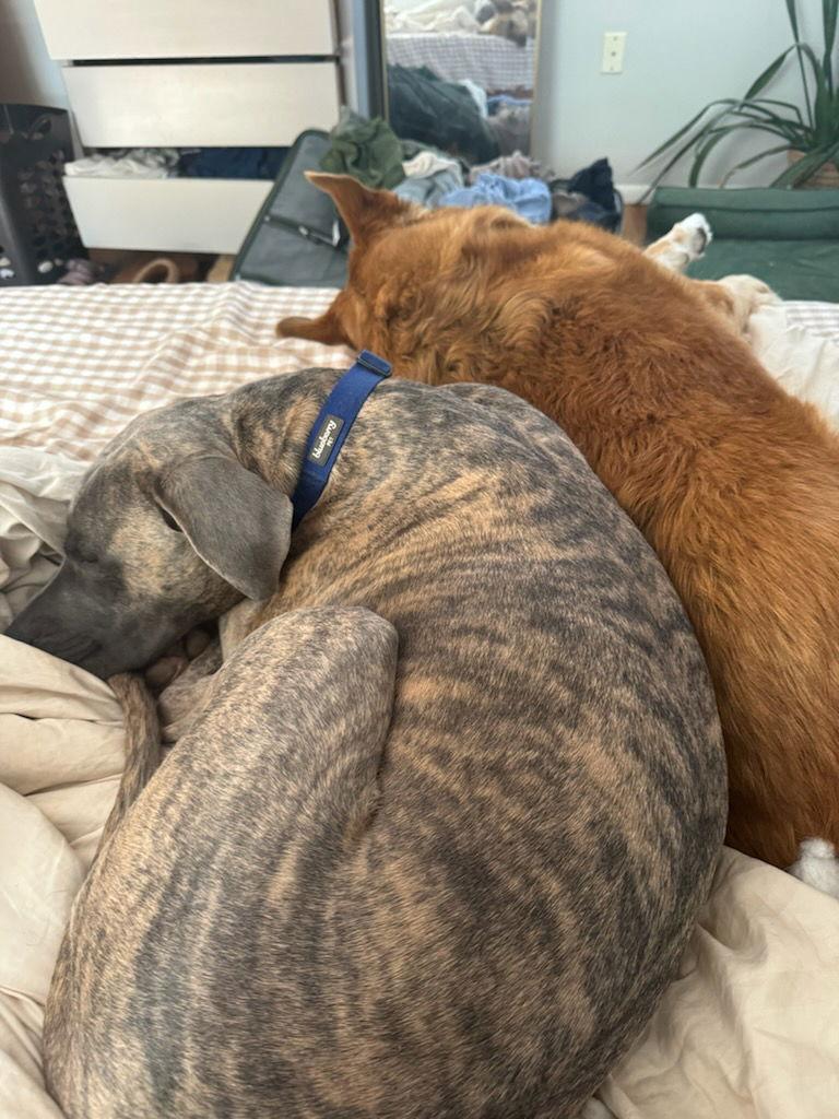 Enlarge Hoagie, a Adoptable Great Dane in Fort Collins, CO image 3/3