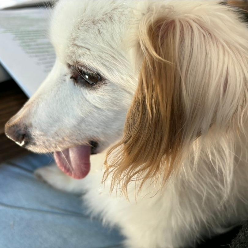 Ray Parker Jr., Adoptable, Senior Male Dachshund.