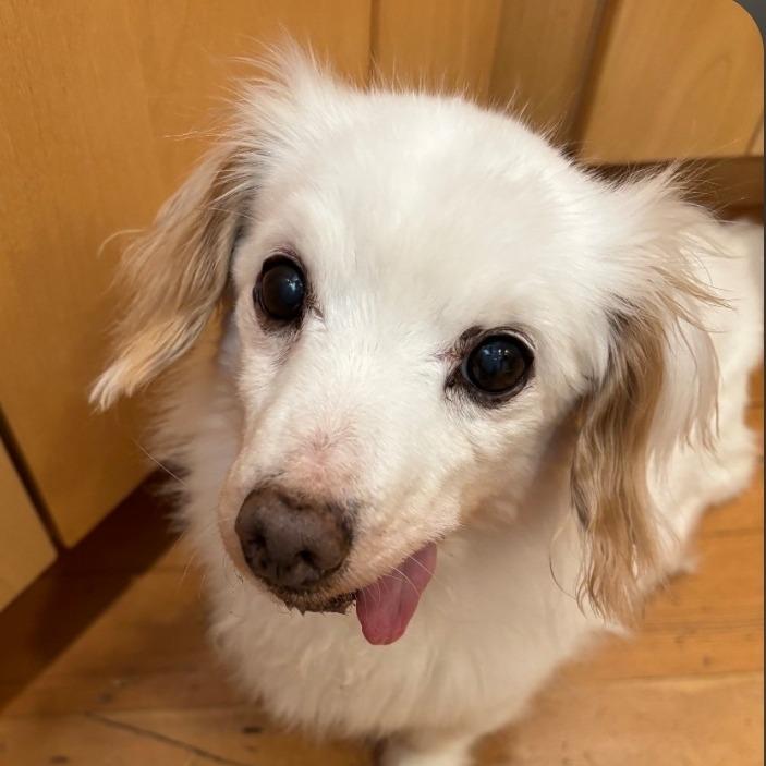 Ray Parker Jr., a Adoptable Dachshund in Redmond, WA image 2/2