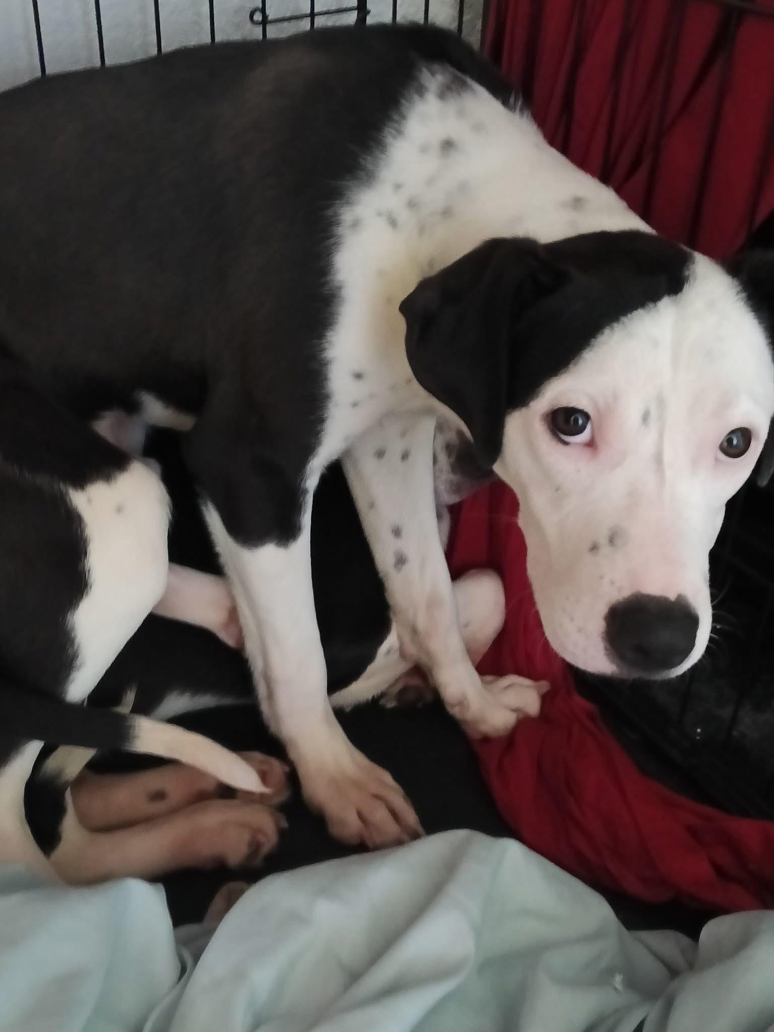 Enlarge Adam and Steve, a Adopted mixed breed in Owasso, OK image 1/3