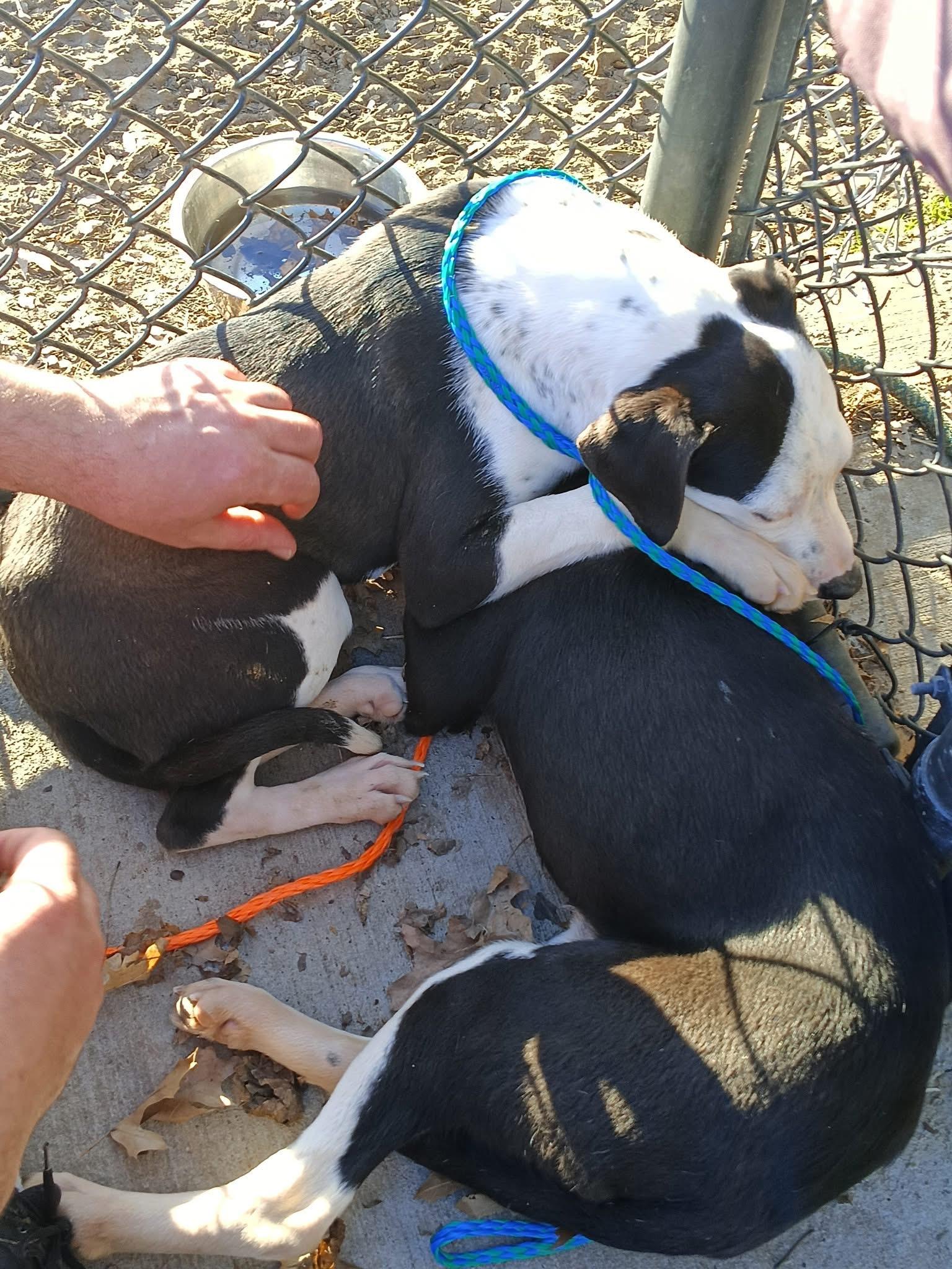 Enlarge Adam and Steve, a Adopted mixed breed in Owasso, OK image 2/3