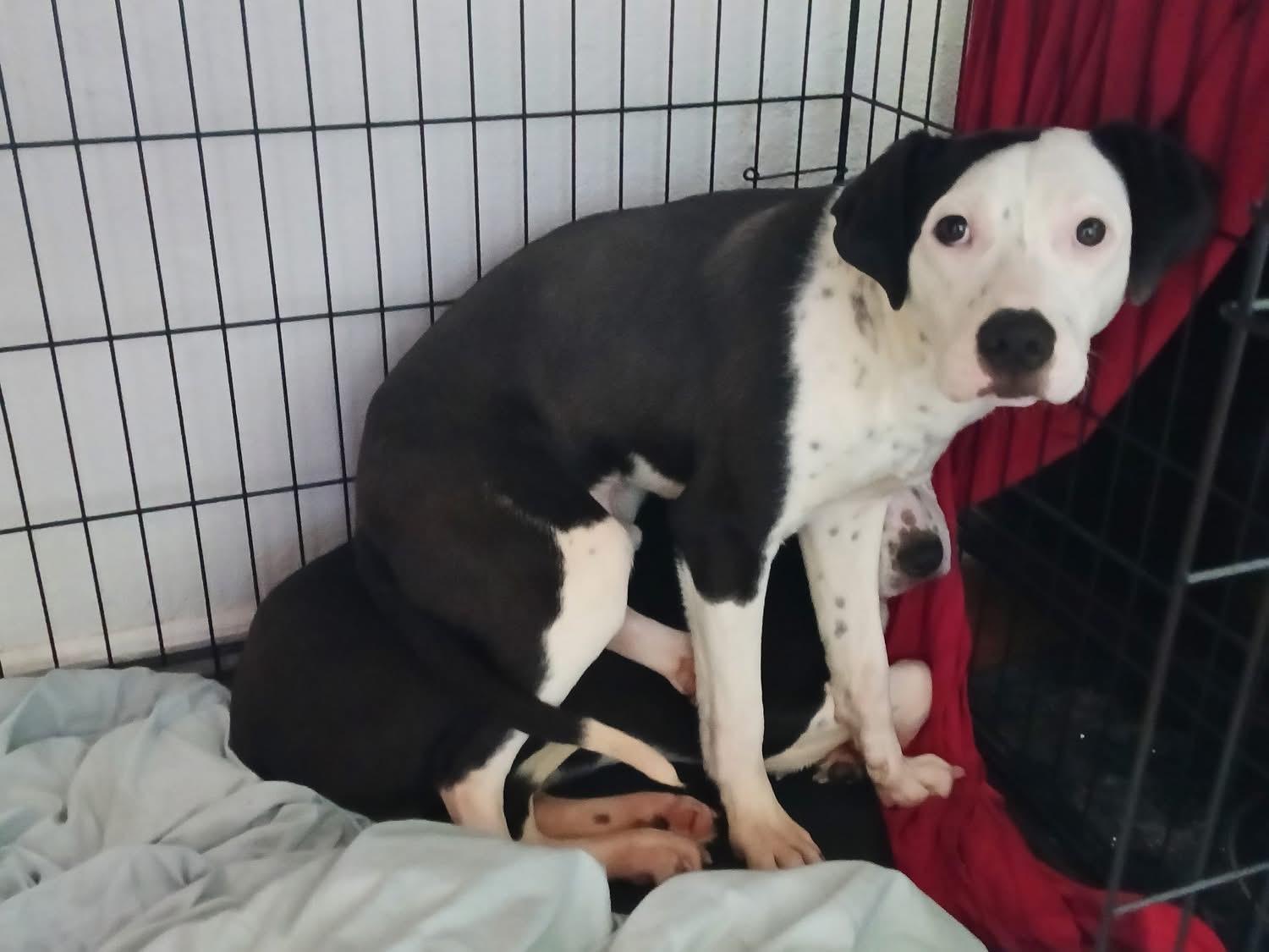 Enlarge Adam and Steve, a Adopted mixed breed in Owasso, OK image 3/3