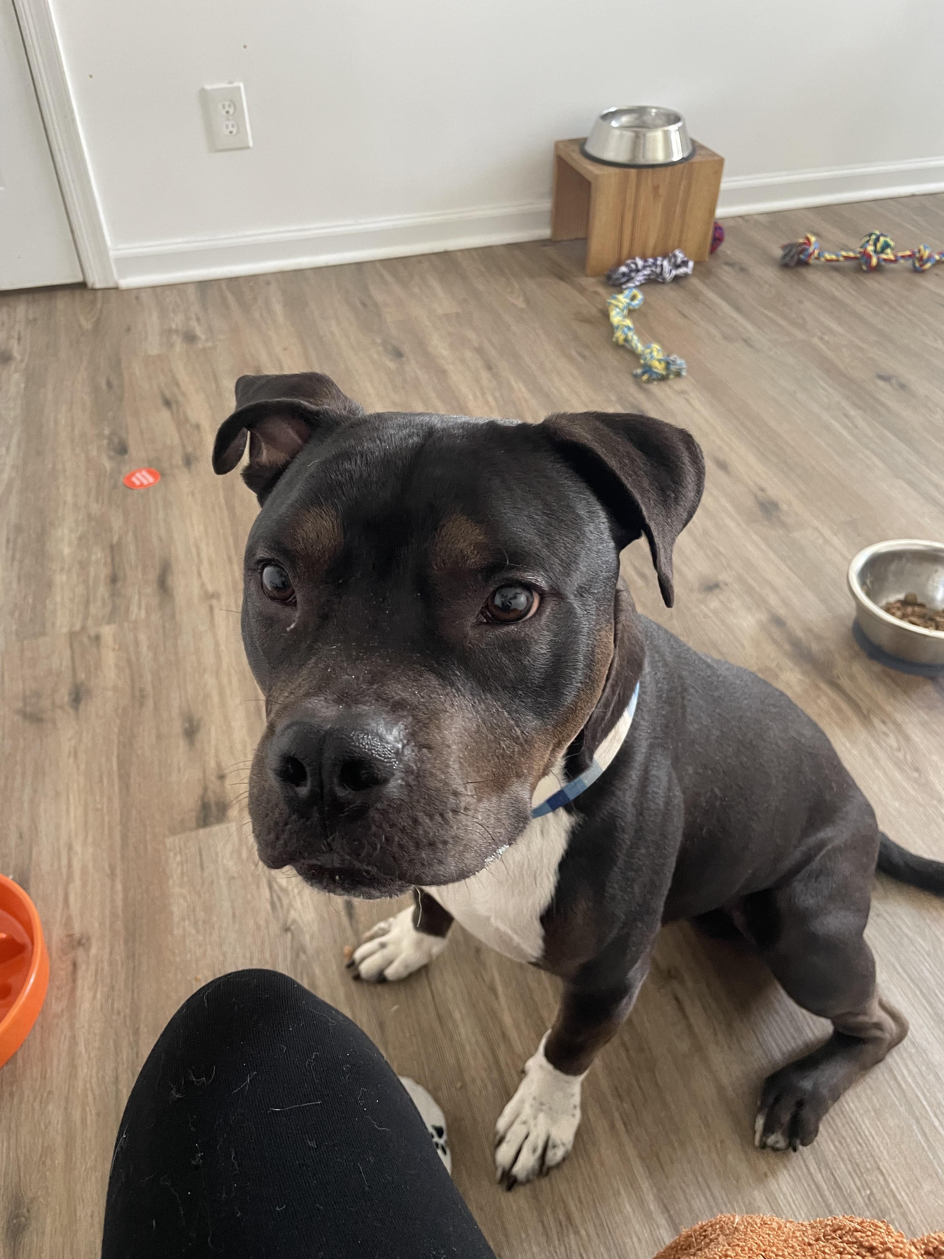 Phineas, Adopted, Young Male Pit Bull Terrier.
