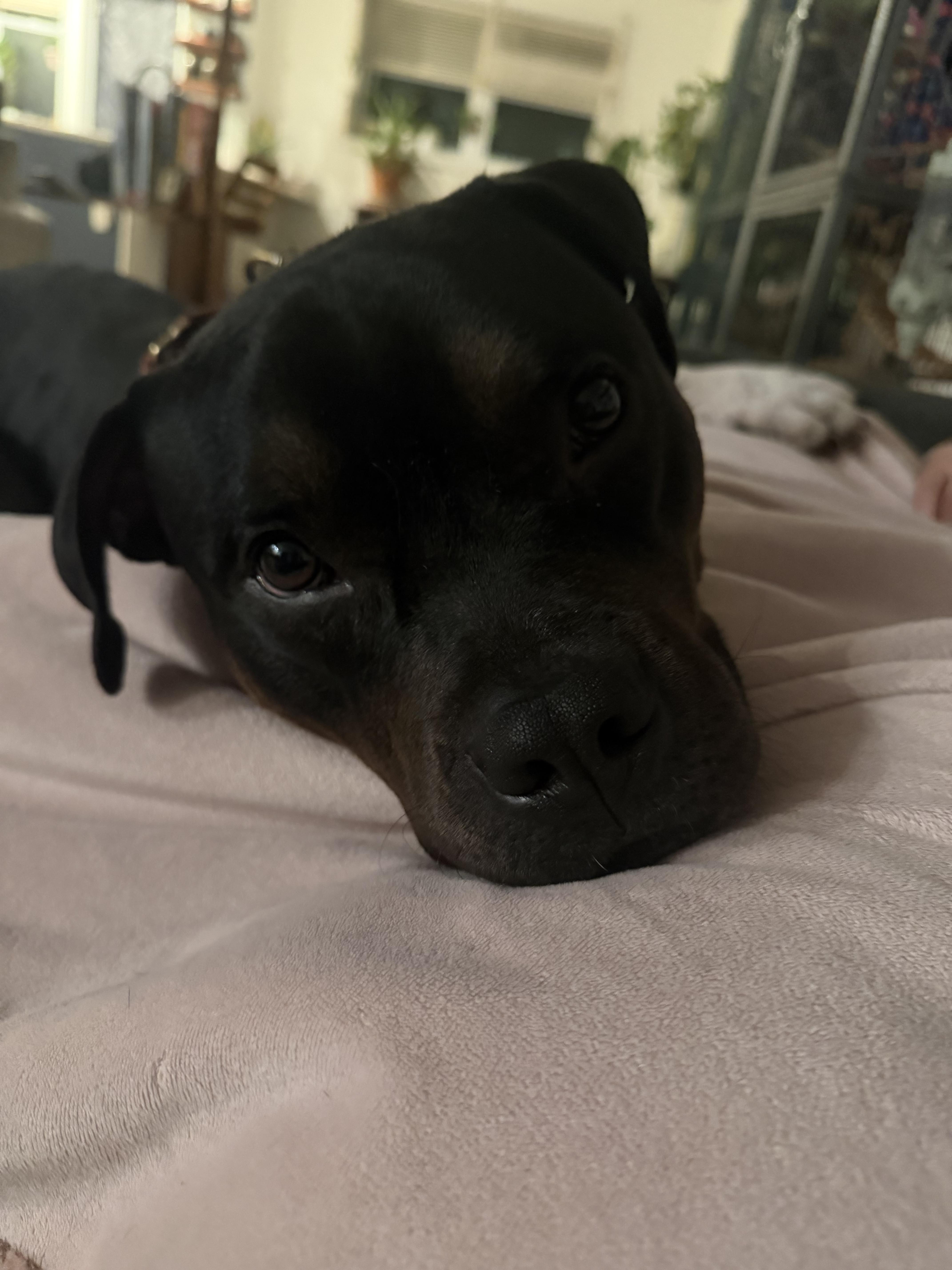Enlarge Phineas, a Adopted mixed breed in Philadelphia, PA image 2/2