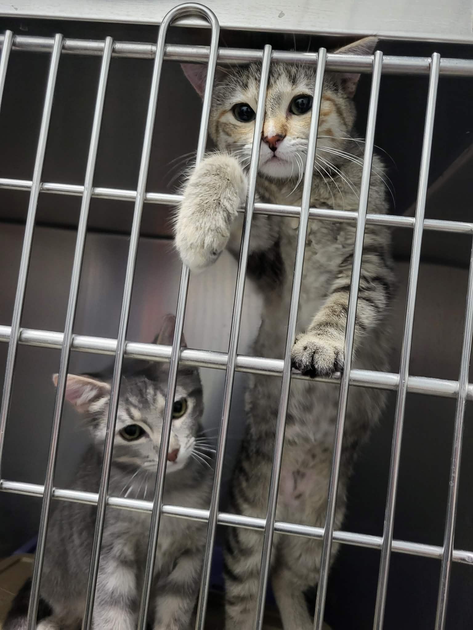 Sizzle (Bonded w/Spark)