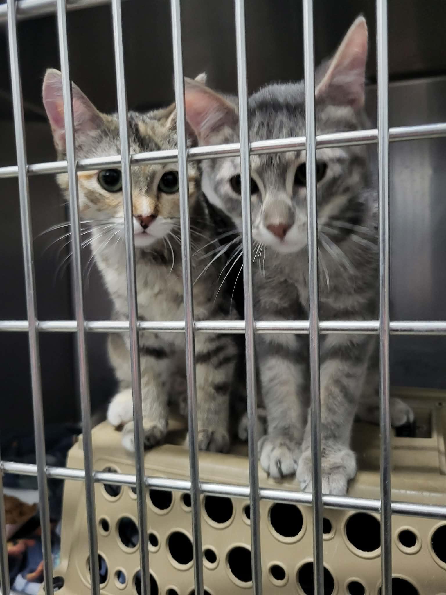 Sizzle (Bonded w/Spark) — thumbnail 2