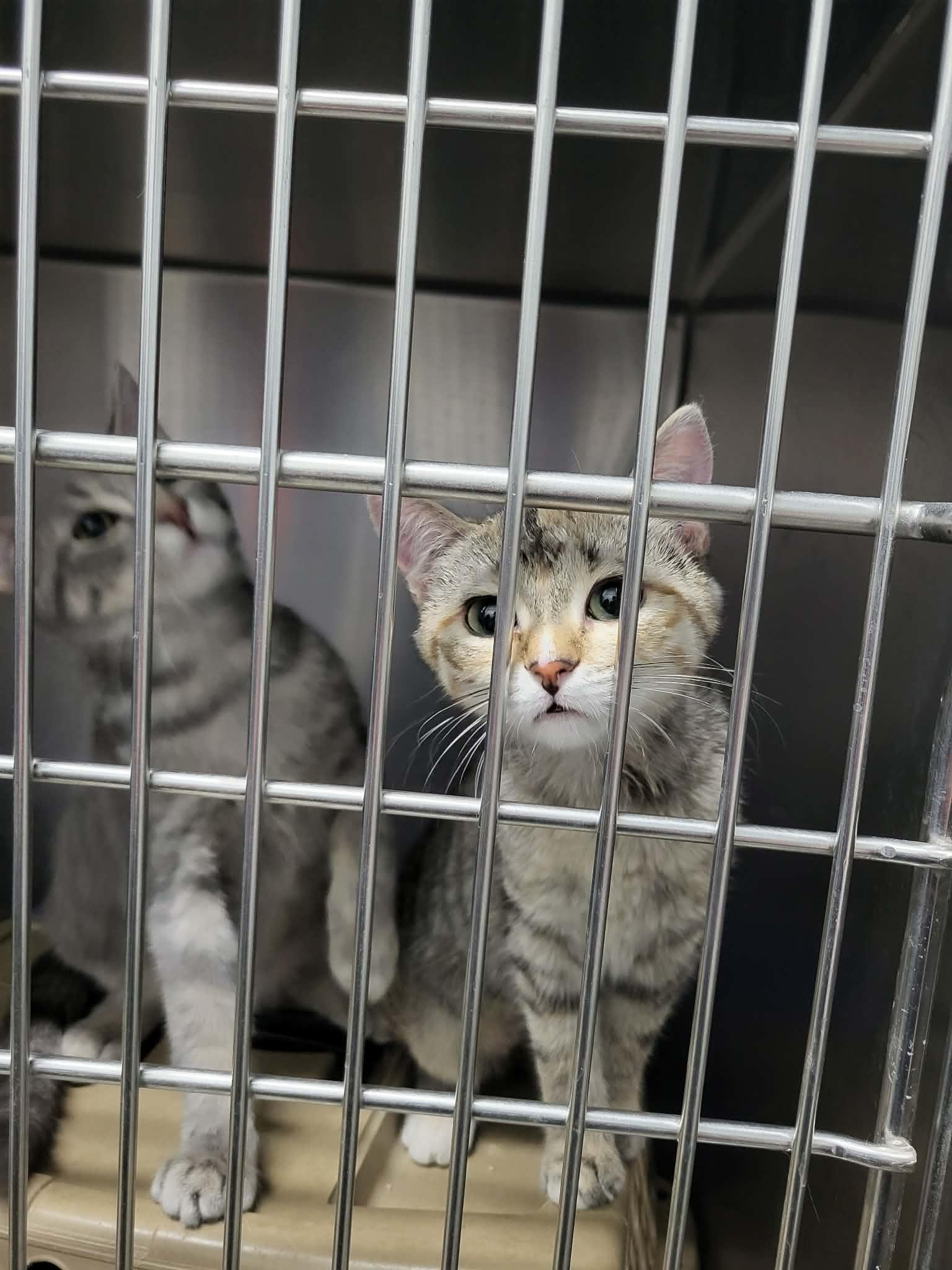 Sizzle (Bonded w/Spark) — thumbnail 3