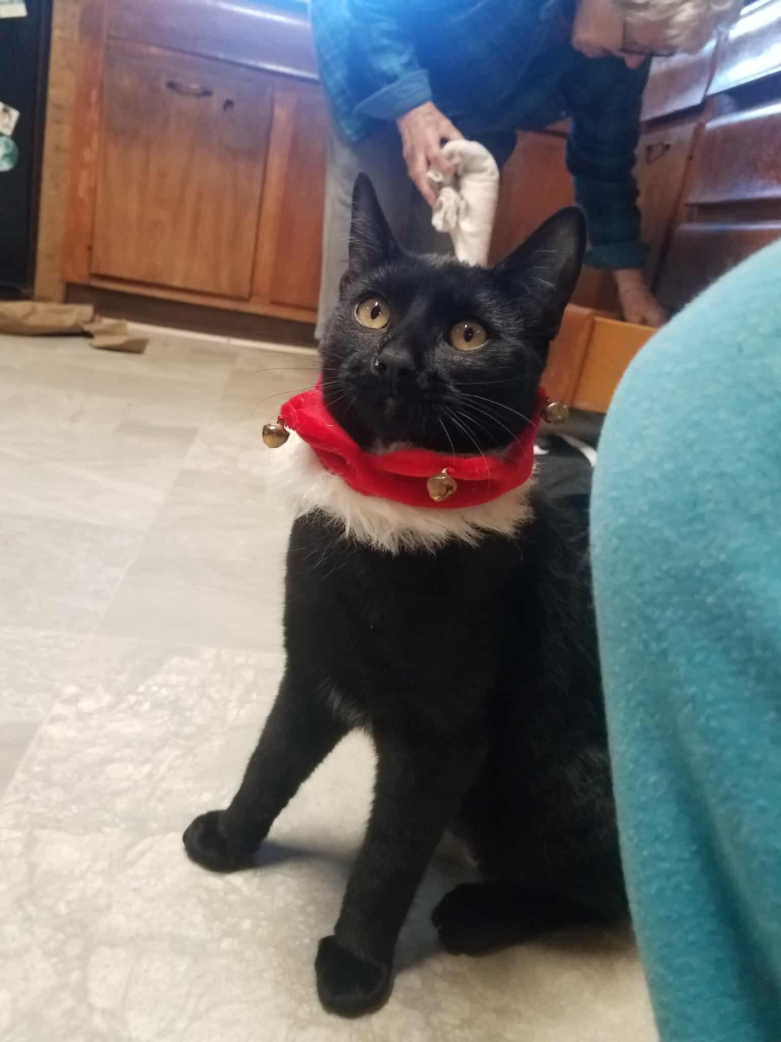 Ella, Adoptable, Adult Female Domestic Short Hair.