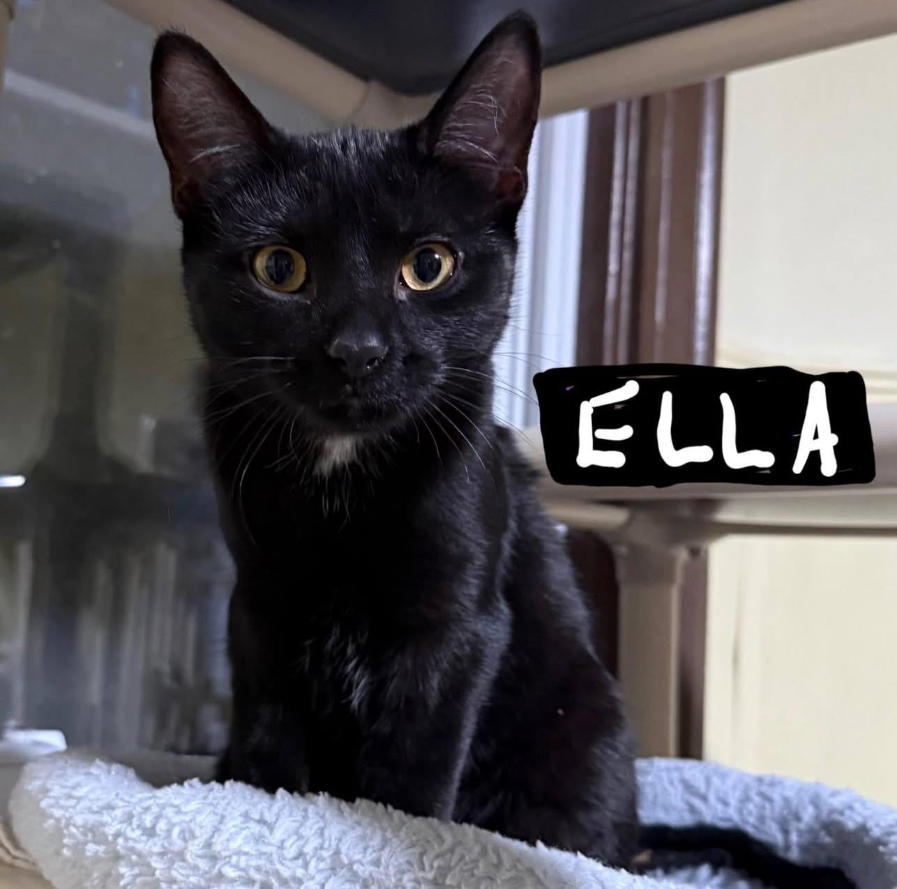 Enlarge Ella, a Adoptable Domestic Short Hair in Little Falls, NY image 2/3