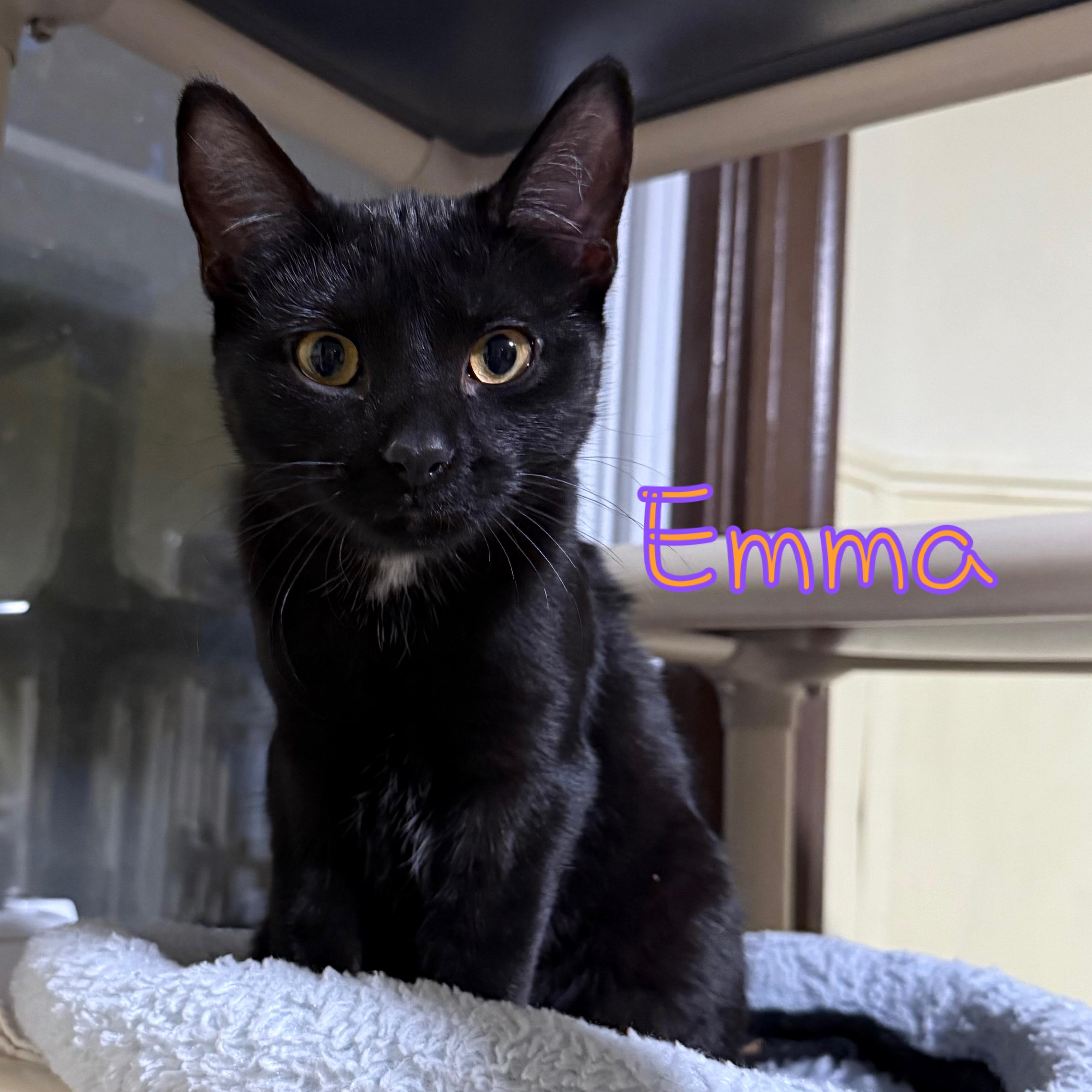 Enlarge Ella, a Adoptable Domestic Short Hair in Little Falls, NY image 2/3