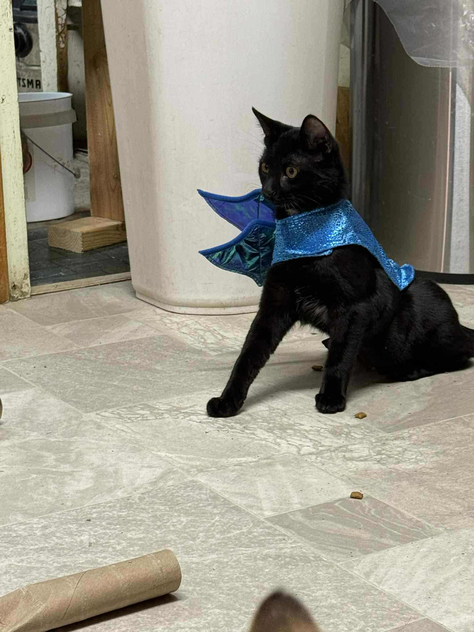 Ella, adopted, Adult Female Domestic Short Hair.