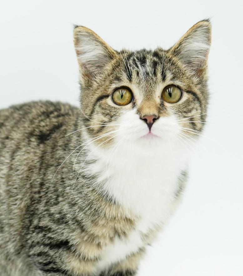 Enlarge Bronson is a baby beauty!  LIVING DOLL round faced plush therapy kitten, a Adoptable mixed breed in Bedford Hills, NY image 3/6