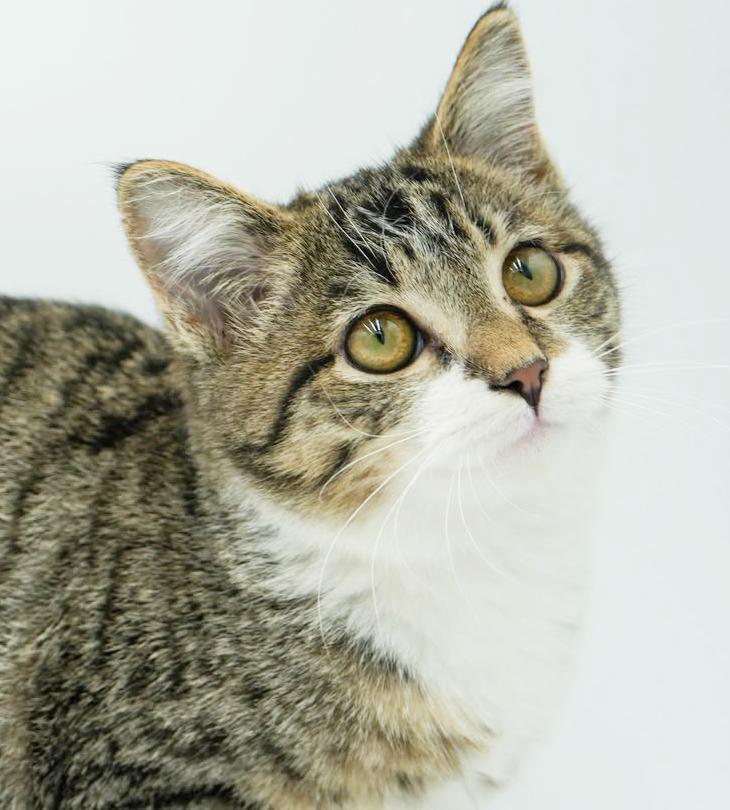 Enlarge Bronson is a baby beauty!  LIVING DOLL round faced plush therapy kitten, a Adoptable mixed breed in Bedford Hills, NY image 5/6