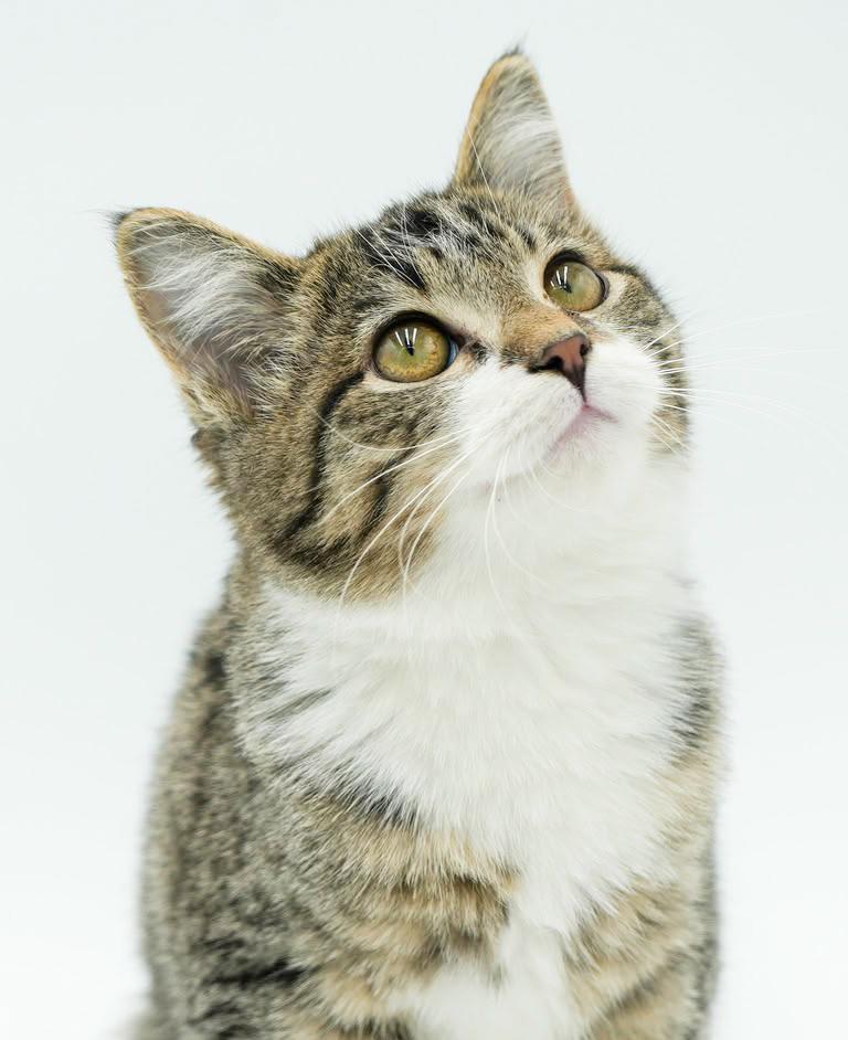 Enlarge Bronson is a baby beauty!  LIVING DOLL round faced plush therapy kitten, a Adoptable mixed breed in Bedford Hills, NY image 2/6