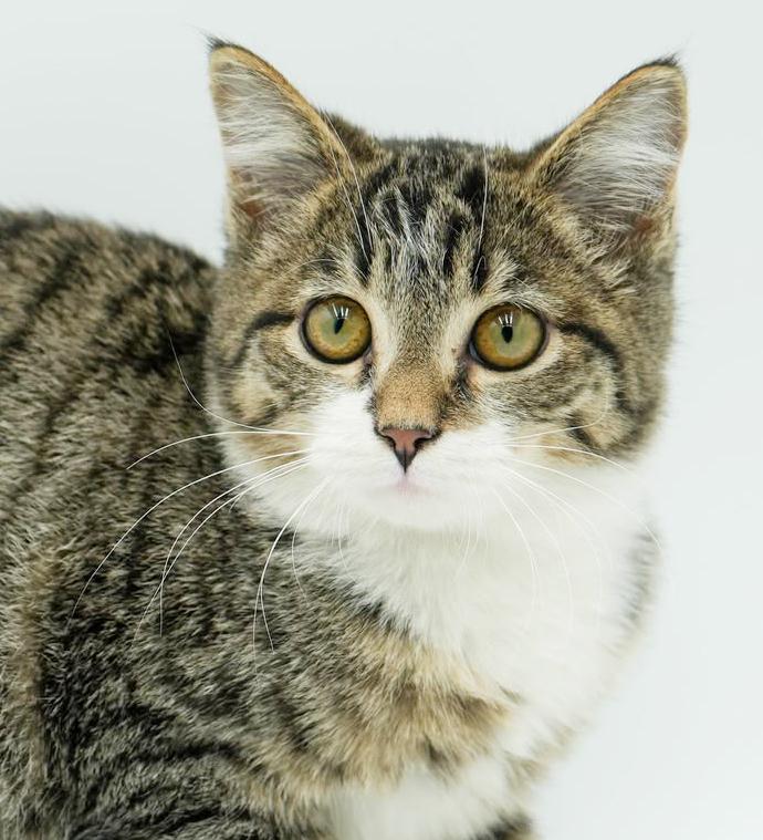 Bronson is a baby beauty!  LIVING DOLL round faced plush therapy kitten, Adoptable, Kitten Male Tabby & Bengal.