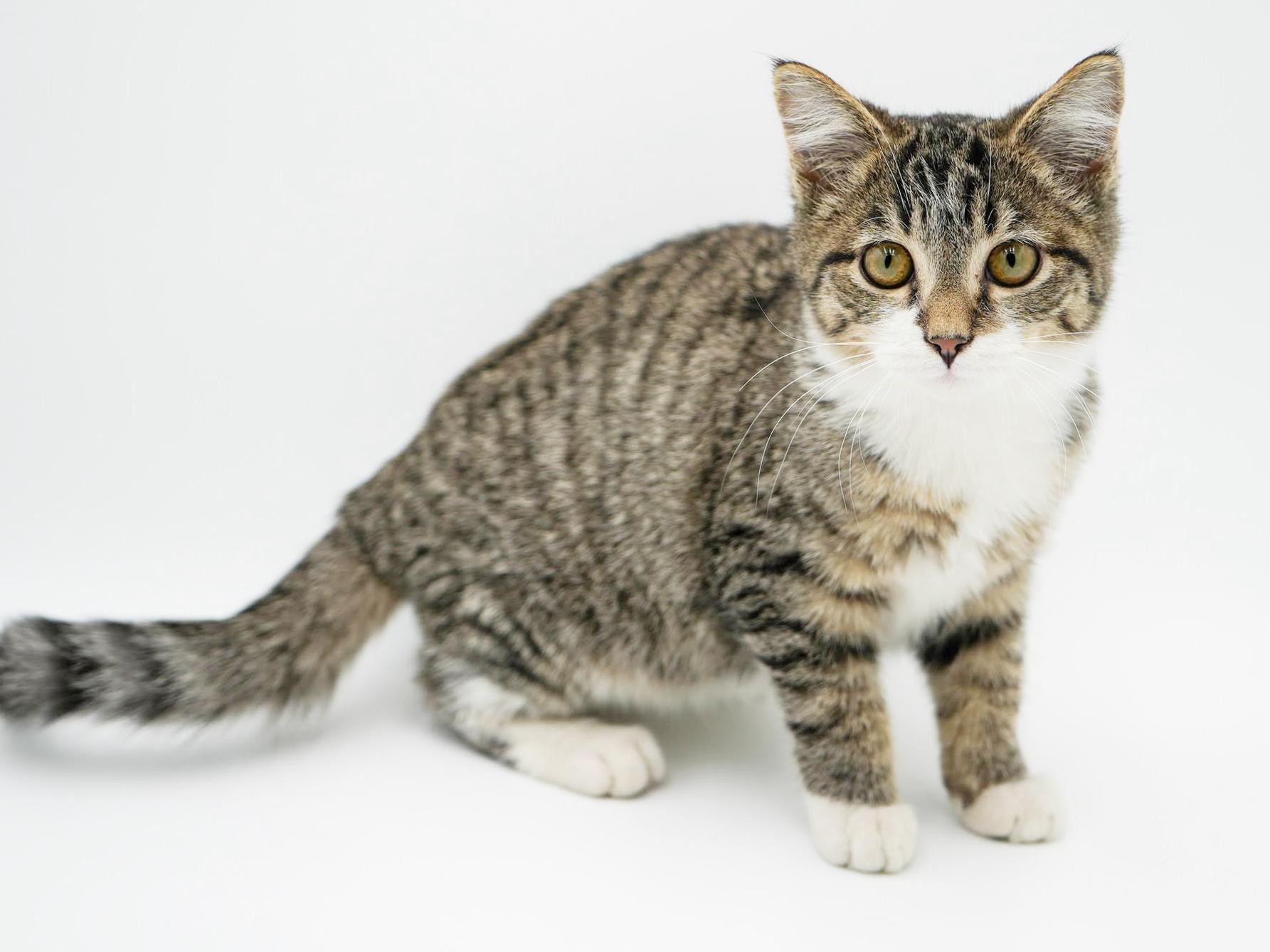 Enlarge Bronson is a baby beauty!  LIVING DOLL round faced plush therapy kitten, a Adoptable mixed breed in Bedford Hills, NY image 4/6