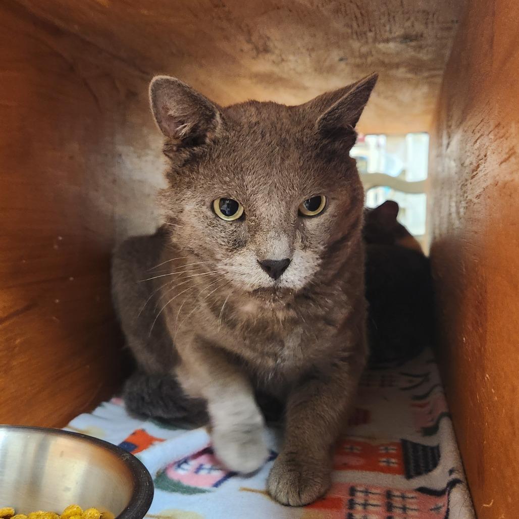 Lemon Grass, Adoptable, Adult Male Domestic Short Hair.