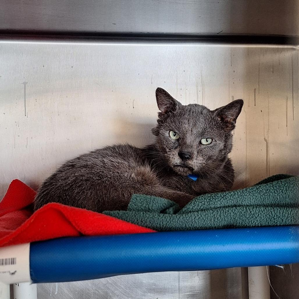 Enlarge Lemon Grass, a Adoptable Domestic Short Hair in Delaware, OH image 2/6