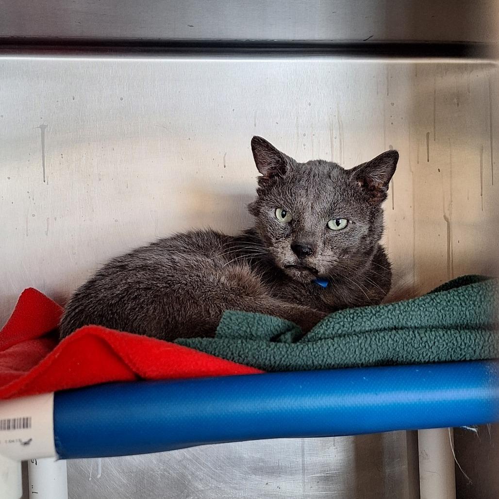 Enlarge Lemon Grass, a Adoptable Domestic Short Hair in Delaware, OH image 3/6