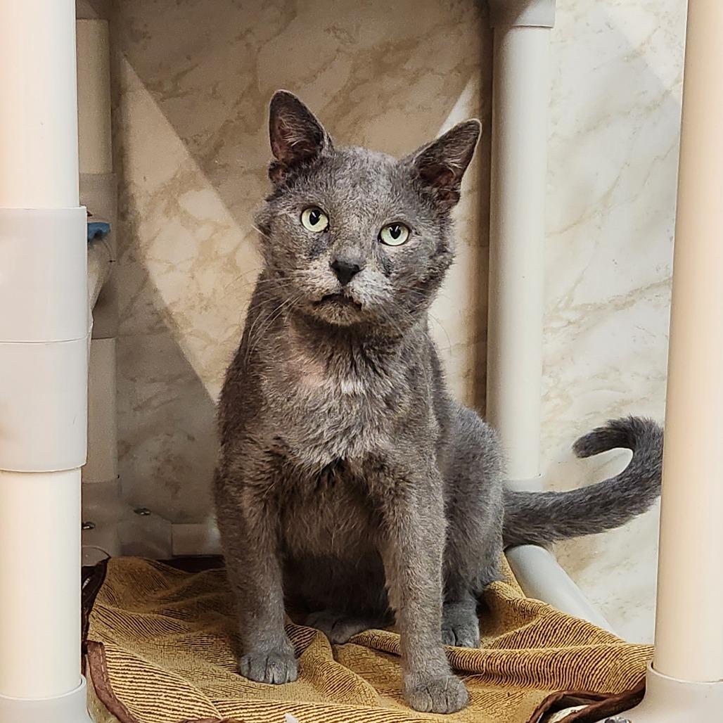 Enlarge Lemon Grass, a Adoptable Domestic Short Hair in Delaware, OH image 4/6