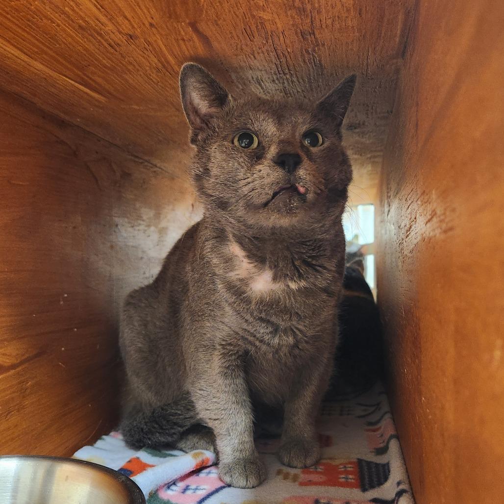 Enlarge Lemon Grass, a Adoptable Domestic Short Hair in Delaware, OH image 5/6