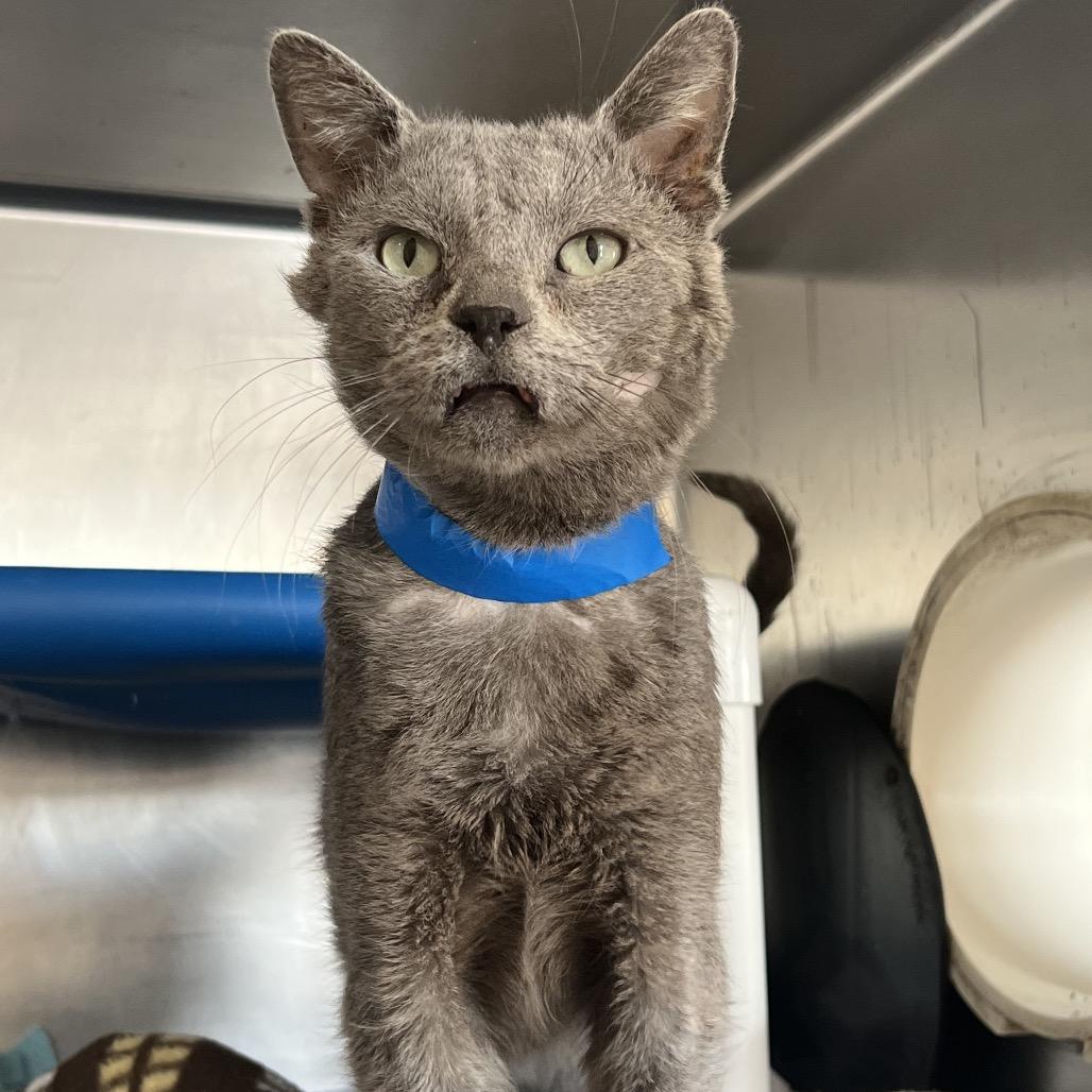 Enlarge Lemon Grass, a Adoptable Domestic Short Hair in Delaware, OH image 6/6